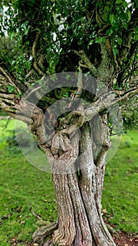 common hawthorn, hawthorn, May tree, one-seed hawthorn, whitethorn, quickthornScientific name: Crataegus monogyna